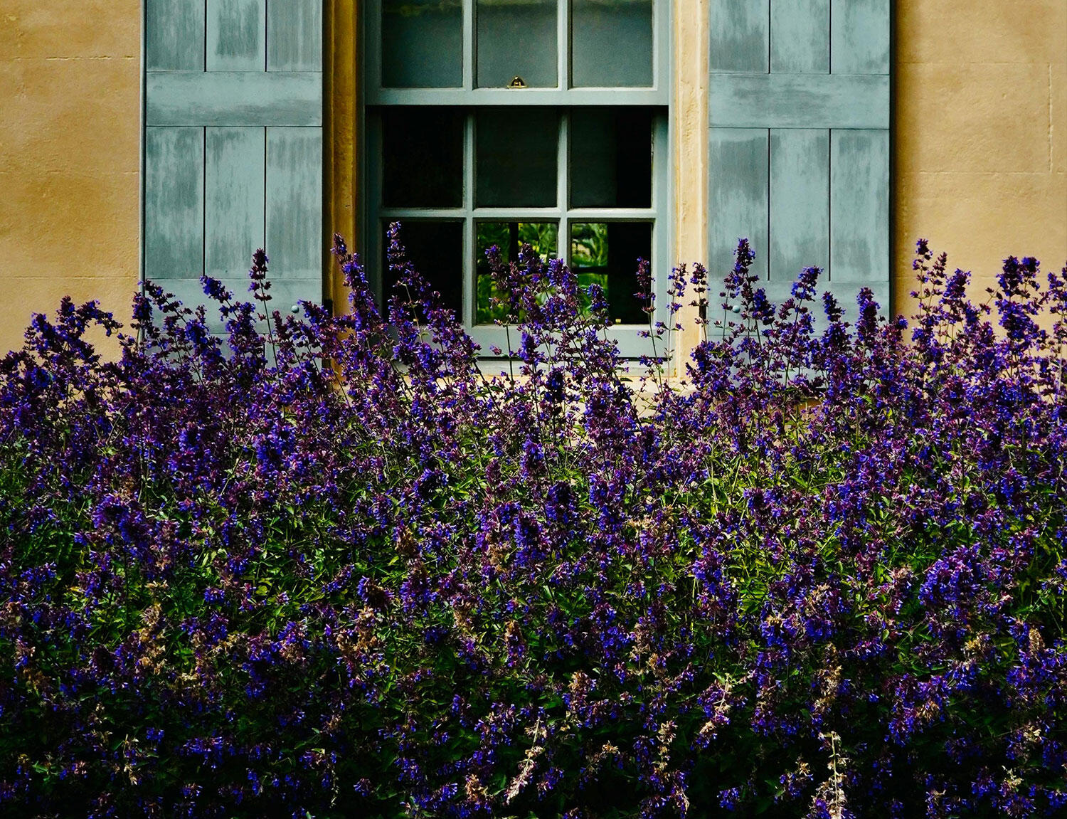 Lavendar