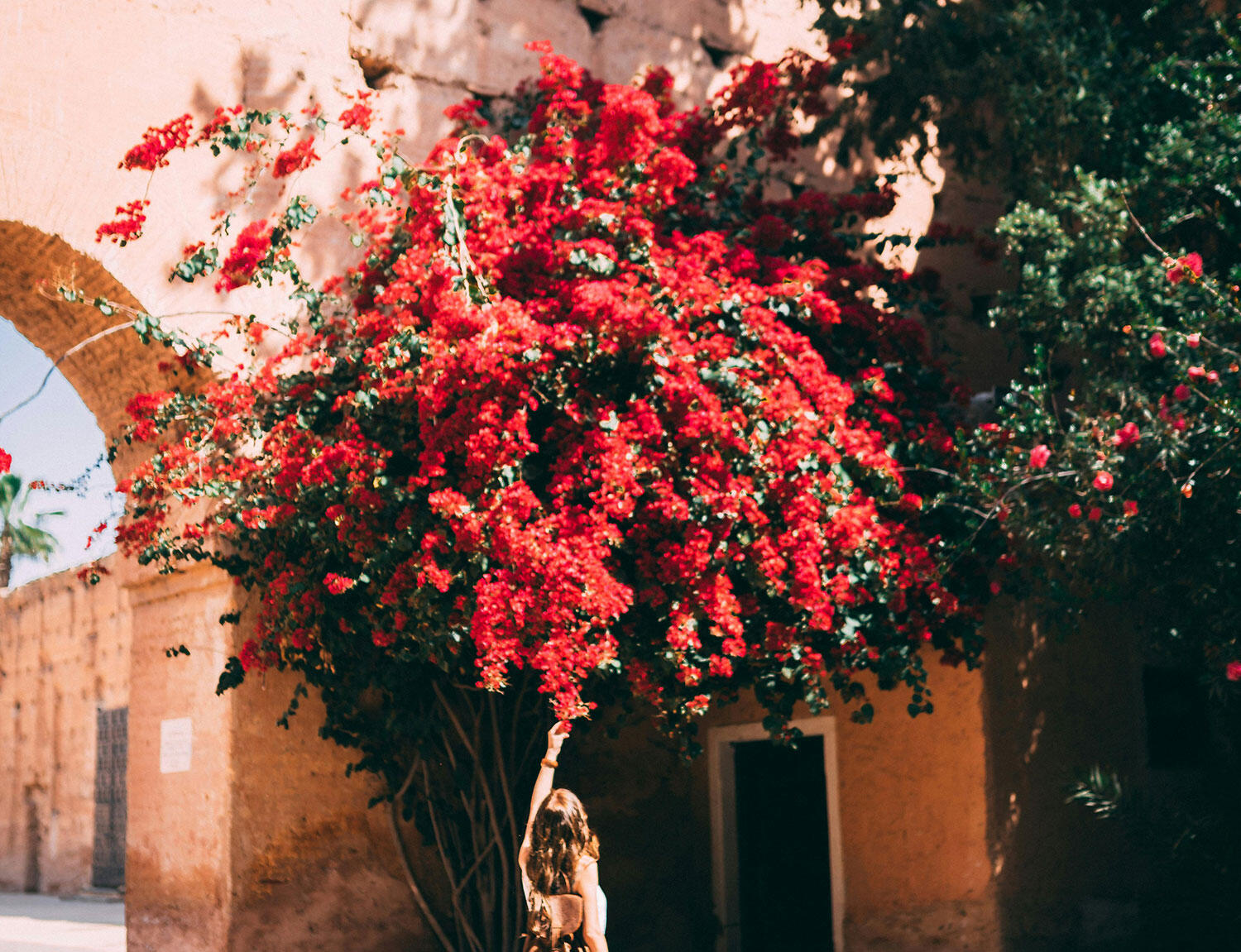 Tree in bloom