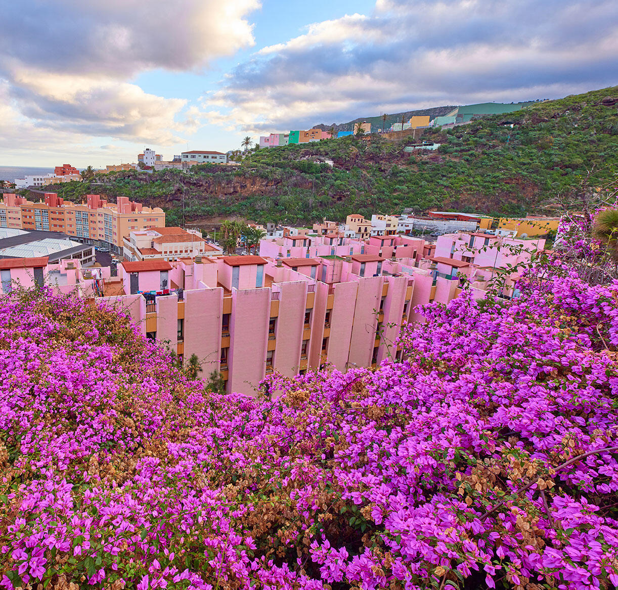 Wild flowers